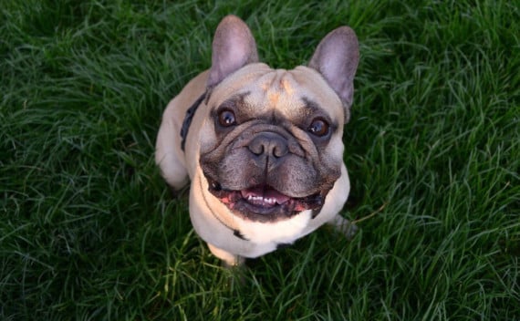 Animal abuse soars in Devon