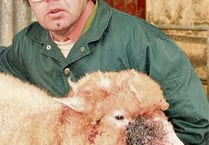 Sheep slaughtered in two-dog attack