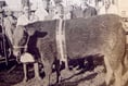 Livestock  market  chalks up landmark  show