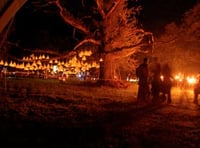 Celebratory gathering sheds light on ancient oak tree