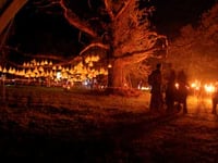 Celebratory gathering sheds light on ancient oak tree