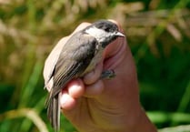 Willow tit found on Dartmoor