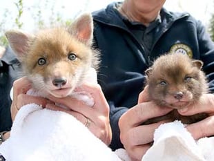 Cubs thriving at wildlife hospital