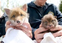 Cubs thriving at wildlife hospital