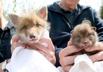 Cubs thriving at wildlife hospital