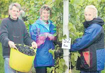 Grape harvest up on last year