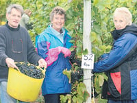 Grape harvest up on last year
