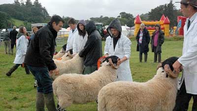 Glimpse of Imps and a peep of sheep | middevonadvertiser.co.uk