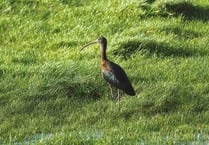 Rare African visitor a special Christmas gift for twitchers