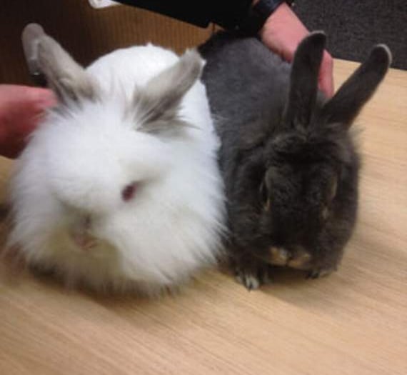 Police catch 'suspects' on the hop