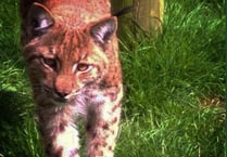 Fugitive lynx still at large