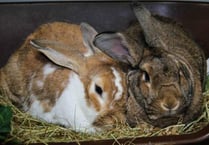 Bunnies yearning for new home