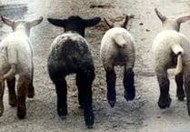 Picture of the day – Spring lambs