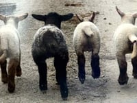 Picture of the day – Spring lambs