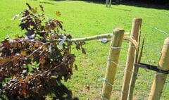 Vandalised Kingsteignton trees to be replaced