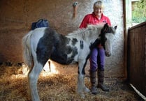 Foals saved in mercy mission