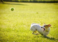 Dog parks could lead us to better habits