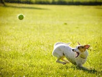 Dog parks could lead us to better habits