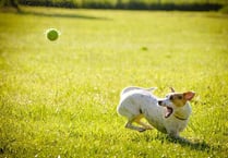 Dog parks could lead us to better habits