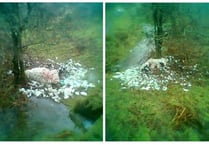 Owner sought after dogs attack pregnant ewe on Dartmoor