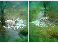 Owner sought after dogs attack pregnant ewe on Dartmoor