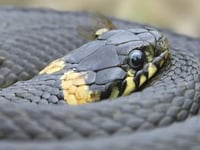 Speaker dispelling myths about snakes