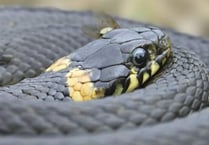Speaker dispelling myths about snakes