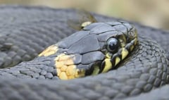 Speaker dispelling myths about snakes