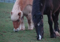 Horse nutrition talk at equine charity tomorrow night