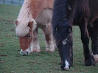Horse nutrition talk at equine charity tomorrow night