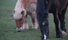 Horse nutrition talk at equine charity tomorrow night