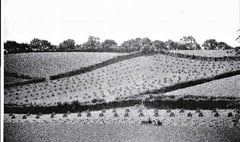 PICTURES FROM THE PAST: Method of harvesting long since disappeared