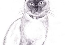 Cat dies after stray dogs attack