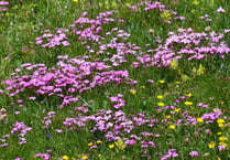 Open afternoon for garden in Ashcombe tomorrow