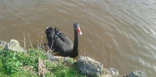 Dawlish swan saved from fishing line
