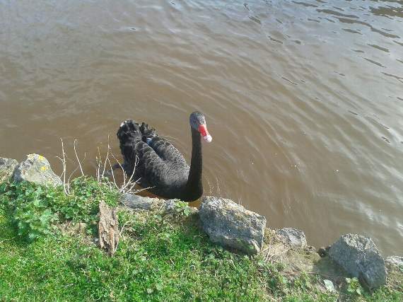 Dawlish swan saved from fishing line