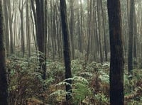 Off-grid community members used axes to drive away Haldon Forest doggers