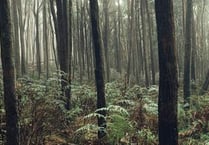 Off-grid community members used axes to drive away Haldon Forest doggers