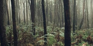 Off-grid community members used axes to drive away Haldon Forest doggers
