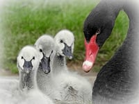 Bird flu blamed for Black swan deaths in Dawlish