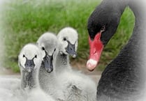 Bird flu blamed for Black swan deaths in Dawlish