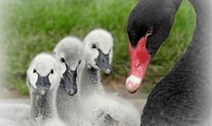 Bird flu blamed for Black swan deaths in Dawlish