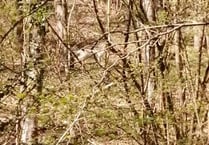 Extremely rare white deer spotted