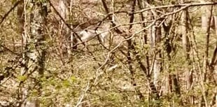 Extremely rare white deer spotted