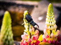 Take part in great stag beetle drive