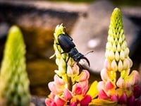 Take part in great stag beetle drive