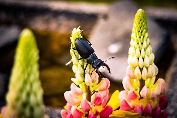 Take part in great stag beetle drive