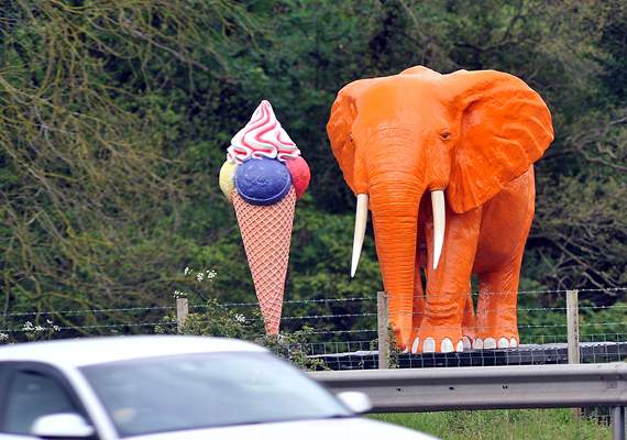 Tortoise on run for two weeks finally apprehended near Devon landmark
