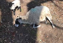 Slow down on moorland roads warn Dartmoor rangers