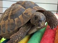 Tortoise does a runner